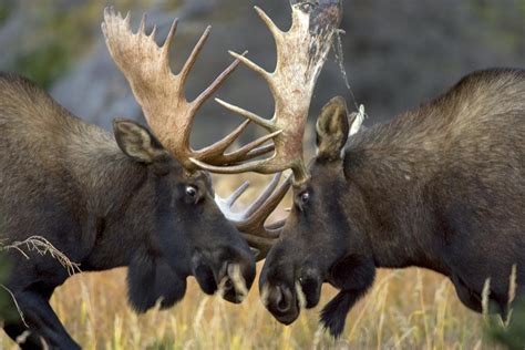 Close Up Of Two Moose Locking Horns Photograph By Roy Toft