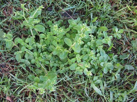 Most Common Weeds In North Carolina PIXMOB