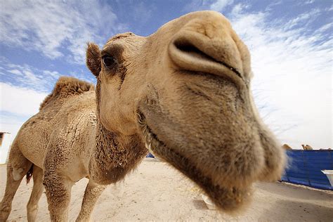 Thanked 2 times in 1 post. A cute camel :) | I`m not gonna tell you what happened ...
