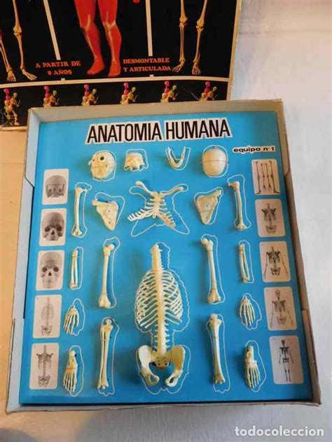 Instrucciones para jugar a uno. juego de anatomía humana serima. equipo con ins - Comprar Juegos educativos antiguos en ...