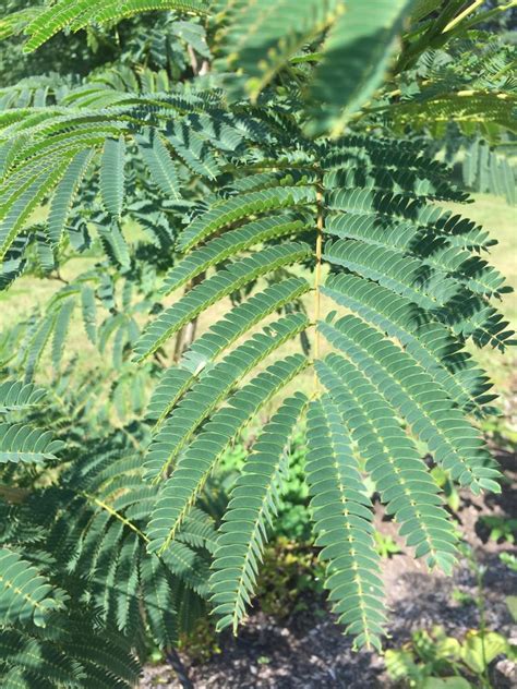 Mimosa Trees For Sale