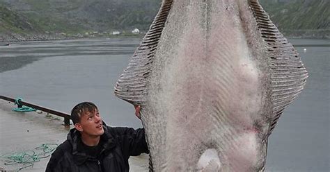 German Fisherman Catches World Record 515 Pound Atlantic Halibut Said