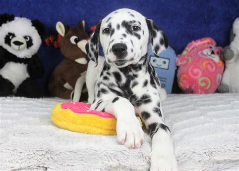 Dalmatian Puppies For Sale Long Island Puppies