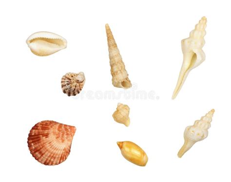 Set Of Different Seashells Stock Photo Image Of Flat 167626656