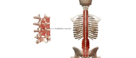 Mighty Multifidus Mull Ti Fi Duh Ss Muscles Foundational Concepts