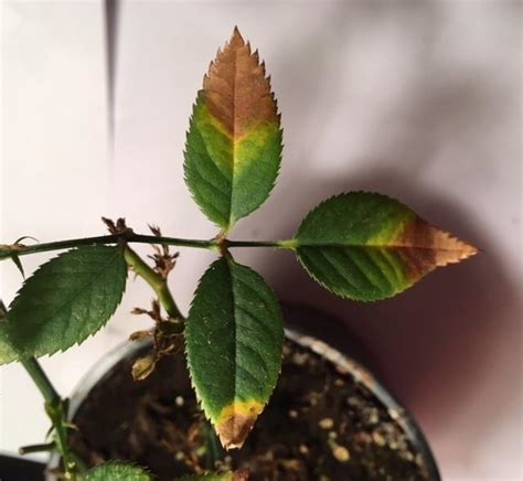 Miniature Rose Leaves Are Turning Brownrust Colored In The Ask A