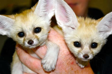 Fennec Fox Sisters Are Animal Ambassadors At Chattanooga Zoo Baby Zoo
