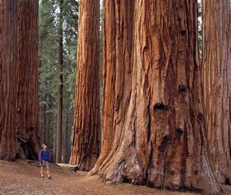 Sequoia National Park Map Location And Facts Britannica