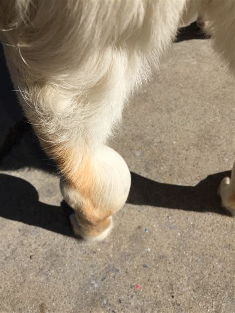 Labrador Leg Lump 2015