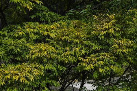 Trees With Green Leaves In Park At Stock Image Colourbox