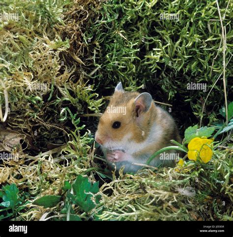 Syrian Golden Hamster Mesocricetus Auratus Stock Photo Alamy