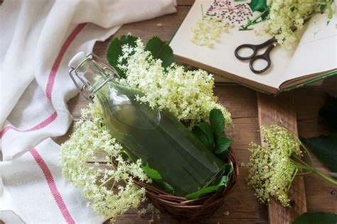 Elderflower Guide Where To Find It How To Identify And Recipe Ideas
