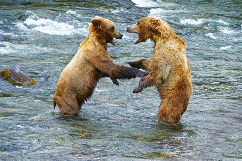 Grizzly Bear Fight Stock Image Image Of America Park 78165899