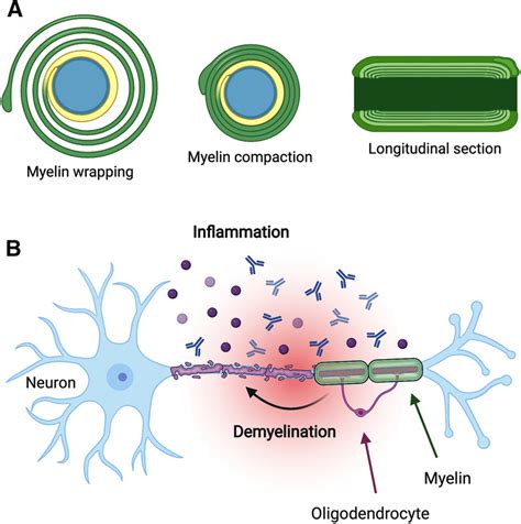 Myelin Formation And Degradation A During Myelination The Myelinating