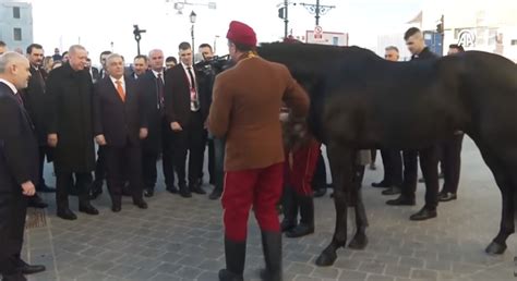 Dhurata më e veçantë mes dy udhëheqësve Orban i jep kalë Erdogan
