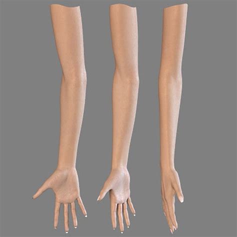 Body Template Arm Anatomy Body Anatomy
