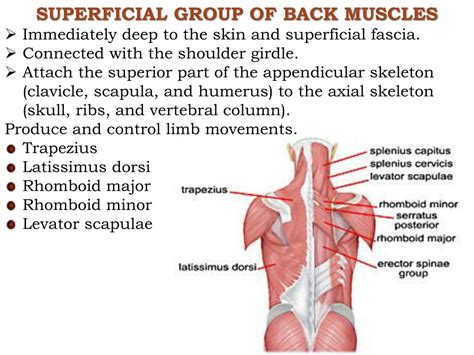 The Superficial Back Muscles Attachments Actions Teachmeanatomy Images And Photos Finder