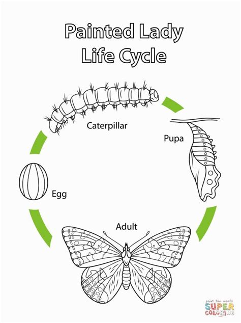 Butterfly Life Cycle Coloring Page Pdf | Coloring Page Blog