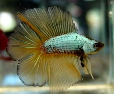 Double Tail Betta Tropical Fish Keeping