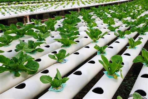 NMU Launches Indoor Agriculture Program | Northern Today