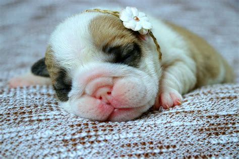 Find this pin and more on puppy training tips by puppy in training | potty training, biting, barking, obedience, behavior, and crate training. Loving These Photos! 4 Week Old Bulldog Puppies Weighing In!