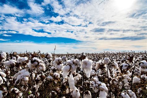 Oklahoma Farm Report Oklahoma Cotton Production Jumps Seven Percent