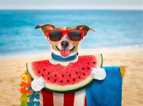 Can Dogs Eat Watermelon How To Give Watermelon To Your Dog Petsynse