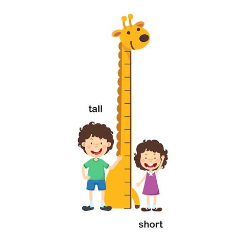 Opposite Tall And Short Vector Illustration Premium Vector