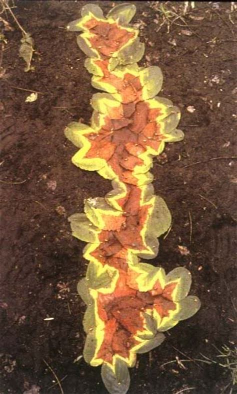 Featured Artist Andy Goldsworthy The Art Of Nature