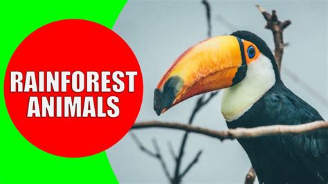 Amazon Rainforest Animals Adaptations