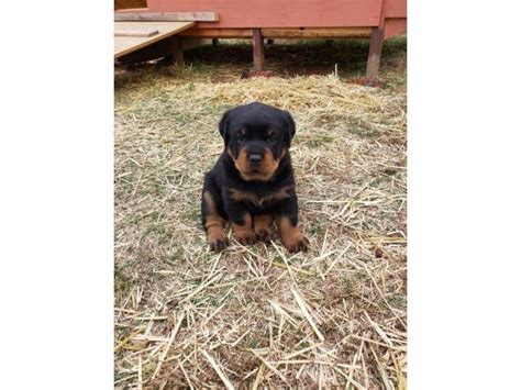 Javier rottweiler puppies for sale with papers mom and dad are on site. 2 German Rottweilers for Sale in Oklahoma City, Oklahoma ...