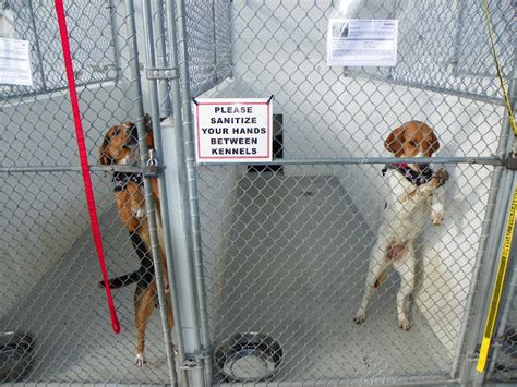 Blue hole, santa rosa, nm. Adopting a Pet: Escambia & Santa Rosa County Animal Shelters!