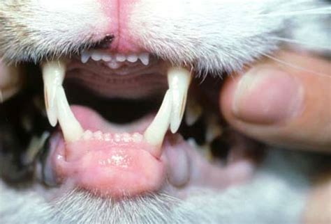 Provoke its beginning the cells related in structure to white blood cells called eosinophils. Pictures of Skin Problems in Cats