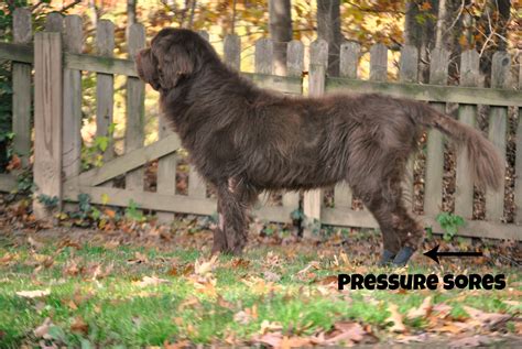 Dogs And Pressure Sores And How We Are Dealing With Them