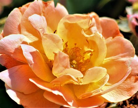 Peach Colored Rose Close Up Free Stock Photo Public Domain Pictures
