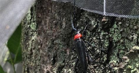 サクラやウメ枯らせる害虫 芦屋で成虫初確認 外来種・クビアカツヤカミキリ 県内被害相次ぐ ／兵庫 毎日新聞