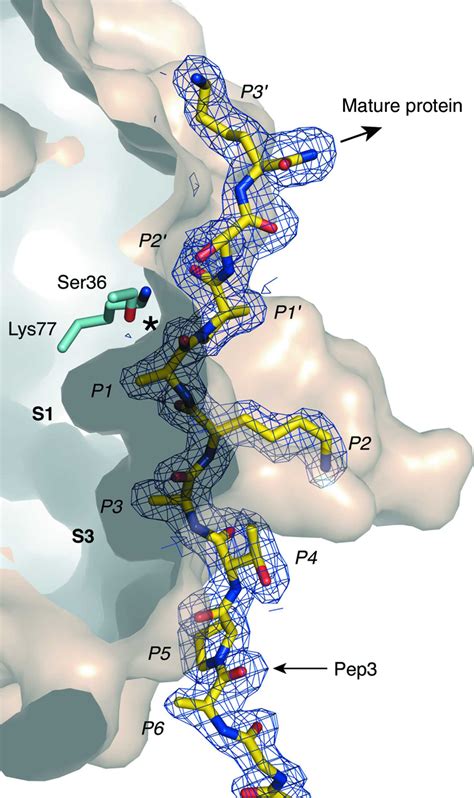 IUCr Peptide Binding To A Bacterial Signal Peptidase Visualized By