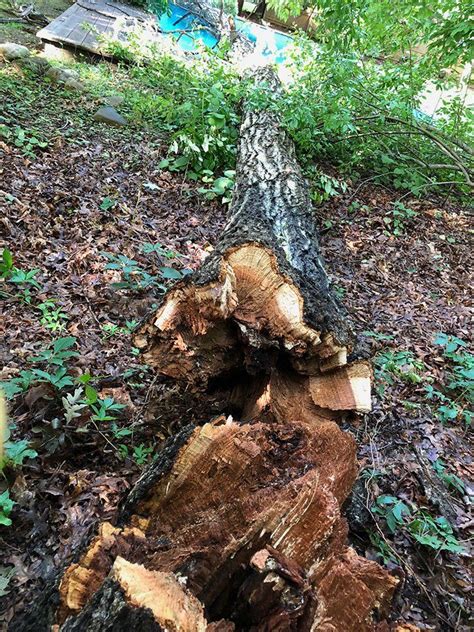 Operating hours, phone number, services information, and other locations near you. Mark Daniels Tree Service | Tree Removal | Pruning | East ...