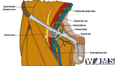 Femoral Vein Anatomy Tributaries And 3 Clinical Significance Woms