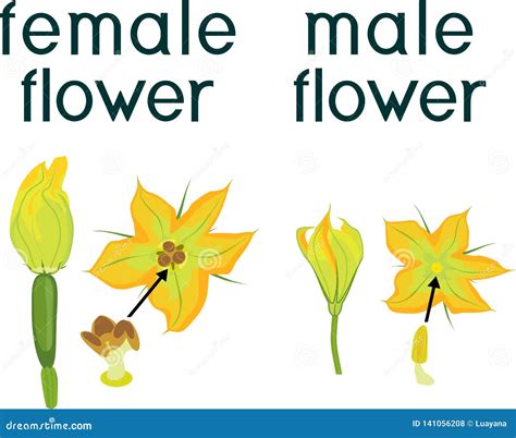 Male Vs Female Zucchini Flowers Maybe You Would Like To Learn More