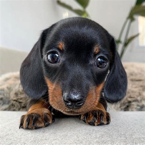 Pictures Of Baby Weenie Dogs Twanda Donnelly