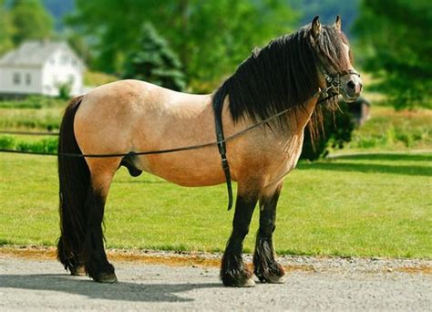 10 Biggest Horses And Horse Breeds In The World 2020 Levo League