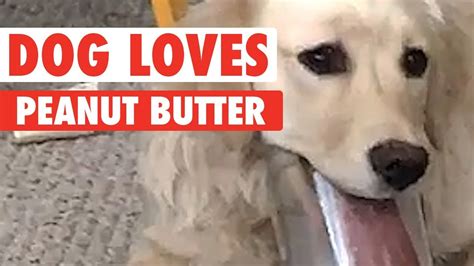 Dog Struggles To Get To The Bottom Of The Peanut Butter Jar Youtube