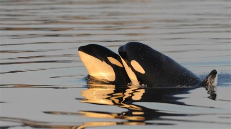 Orcas Are One Of Only Three Species To Experience Menopause—and Its