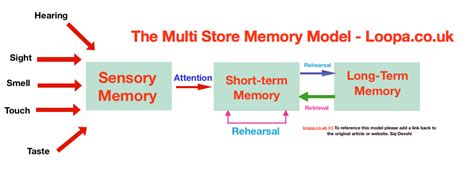 The model asserts that human memory has three separate components: Multi Store Memory Model AS A level Psychology AQA