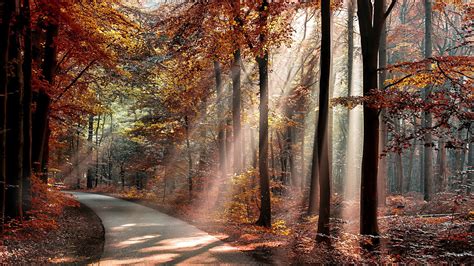 Nature Landscape Trees Forest Branch Sun Rays Road Fall Leaves