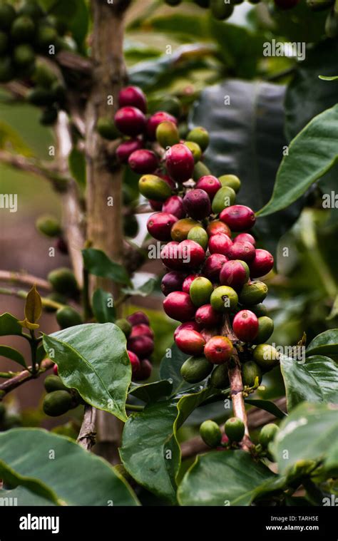 Coffee Bean Plant Stock Photo Alamy
