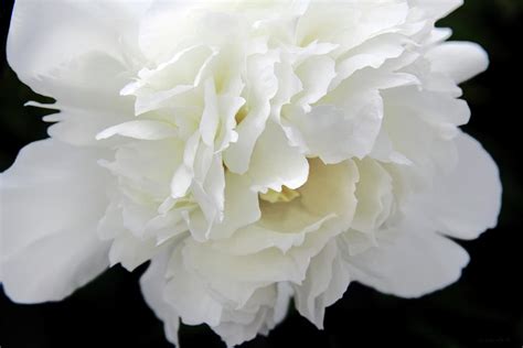 Dramatic White Peony Flower Photograph By Jennie Marie Schell Fine