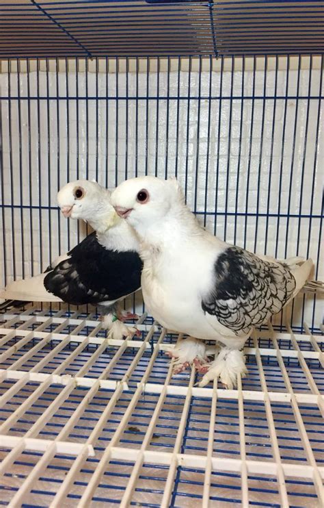 Quality Pair Of Satinette Pigeons For Sale In Sheffield South