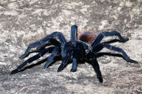 10 Biggest Spiders In The World